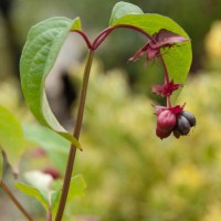 Himalayan Honeysuckle